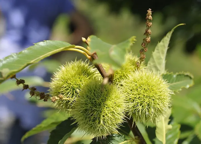 A Casa Da Eira * Cerreda
